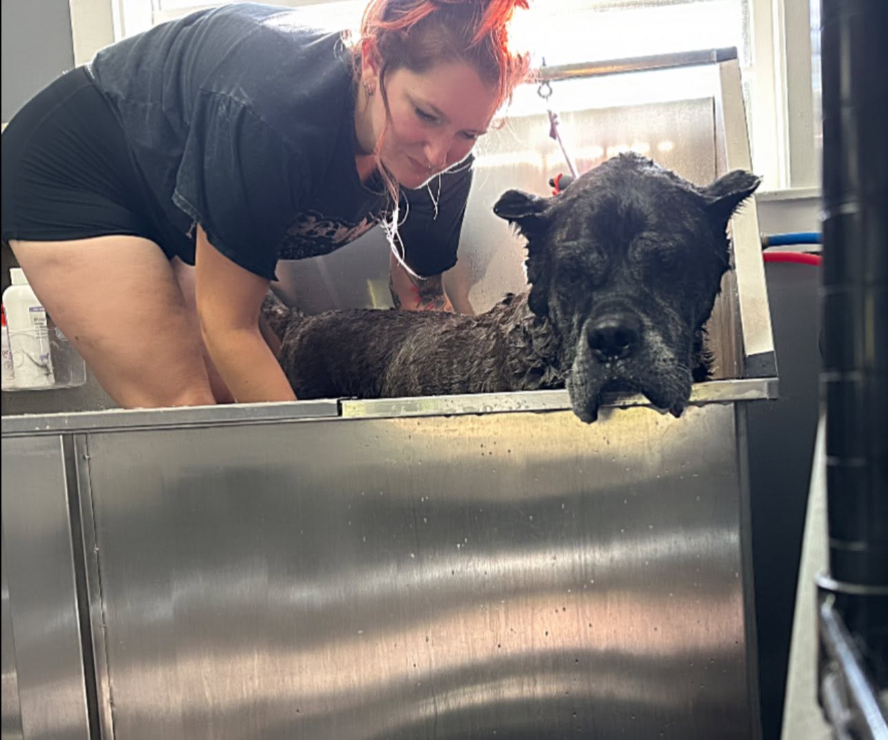 Kristina bathing a large Cane Corso in a stainless steel tub