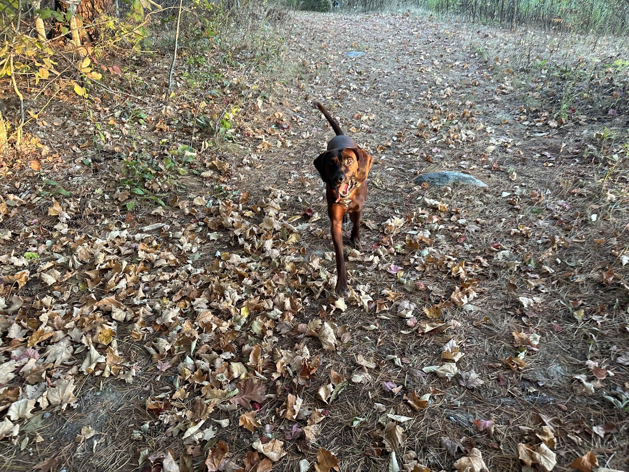 Redbone Coonhound trotting down a leaf-covered autumn trail