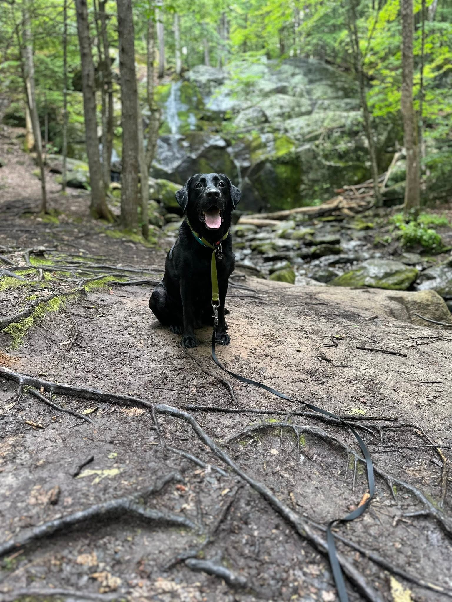 Black Lab sitting on a granite ledge beside a forest waterfall