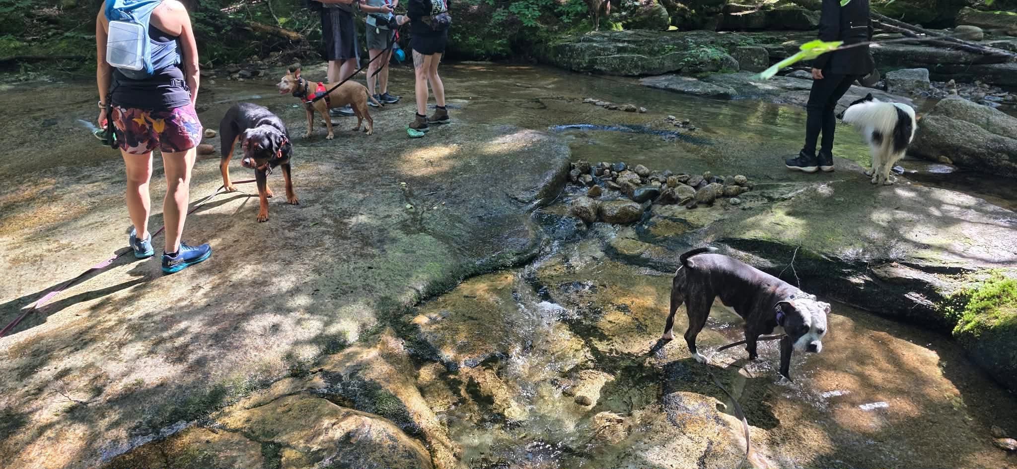 A group of dogs and owners crossing a rocky mountain stream on a pack hike