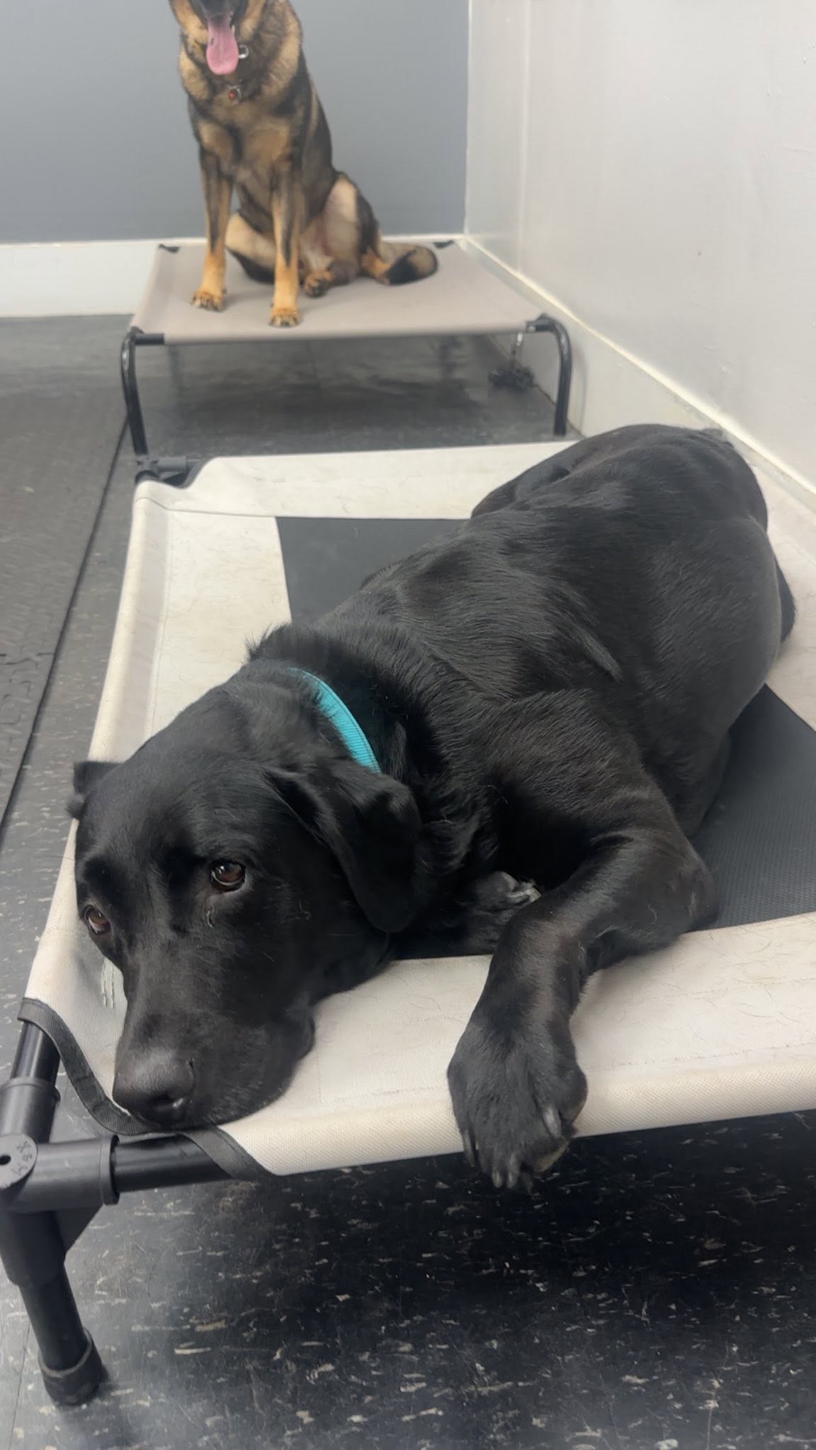 A black Lab and a German Shepherd practicing place command on raised cots