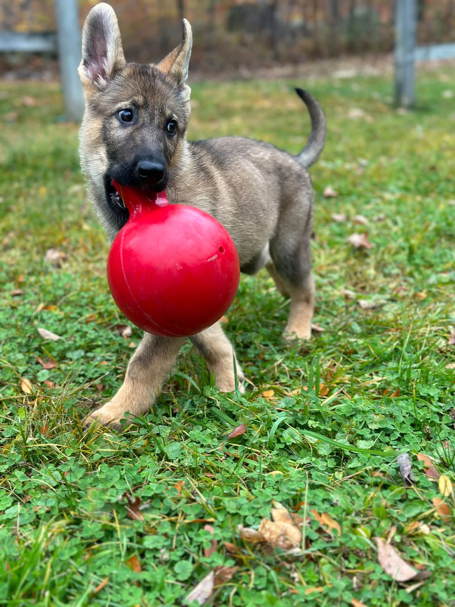 A German Shepherd puppy prancing through grass carrying a big red ball